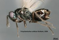 Präparat einer Erzwespe.