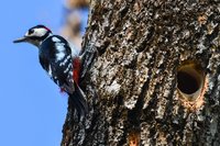 Buntspecht sitzt an Baum