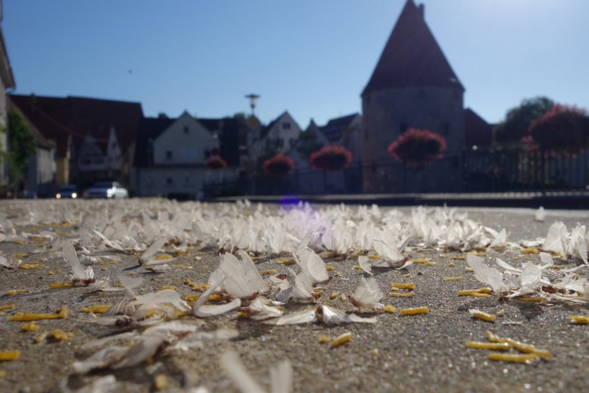 zahllose Überreste von Uferaas