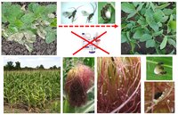 Kollage verschiedener Pflanzen und parasitoider Wespen