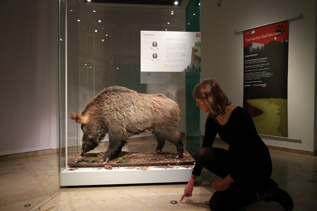 Besucherin mit Wildschweinpräparat und Fußspuren