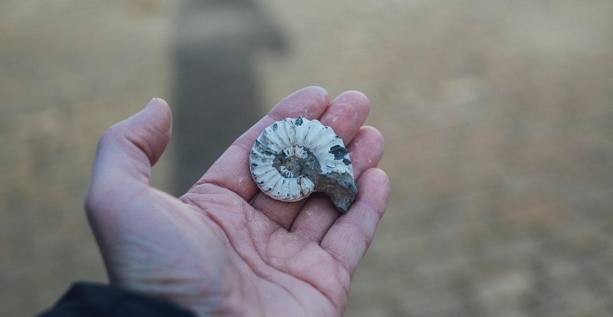 Fossiler Ammonit auf Handfläche