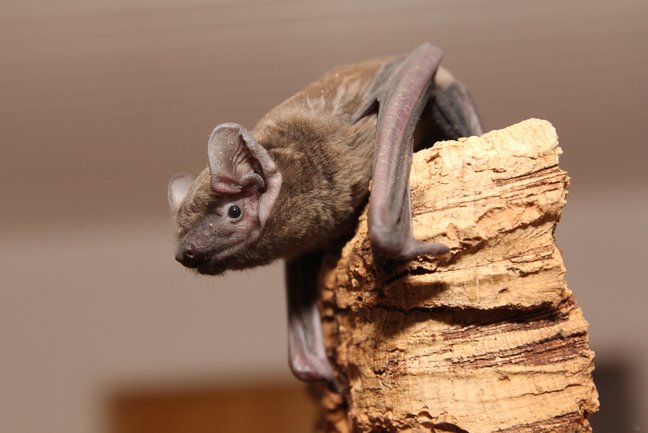 Hockende Fledermaus