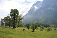 Wiese mit Bäumen und Berggipfel