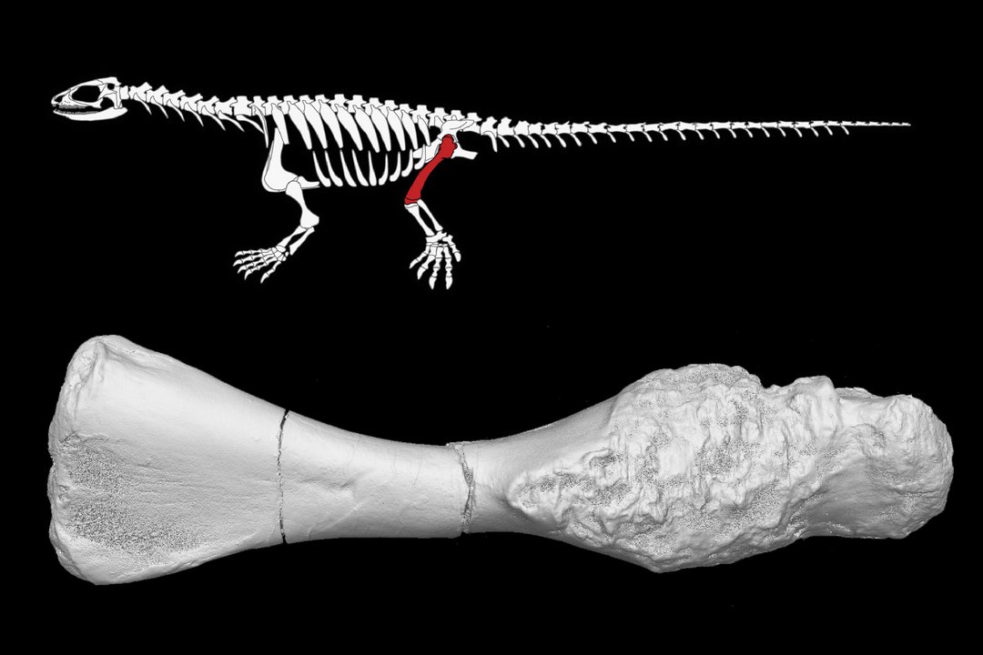 Skelettrekonstruktion von Pappochelys und Micro-CT-Aufnahme des Oberschenkelknochens