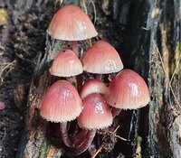 Pilze an einem Baumstamm