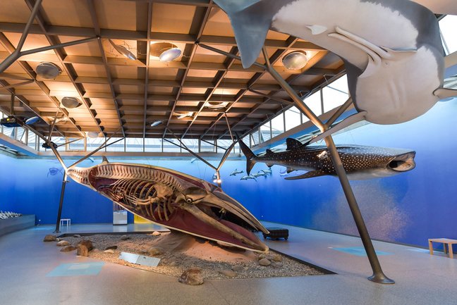 Meeressaal mit Modellen eines Seiwals, eines Walhais und eines Weißen Hais