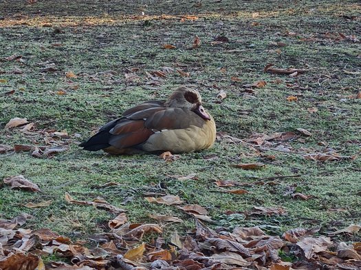 Nilgans im winterlichen Rosensteinpark