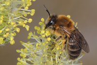 Colletes cunicularius Weibchen, Foto: Ulrich Maier