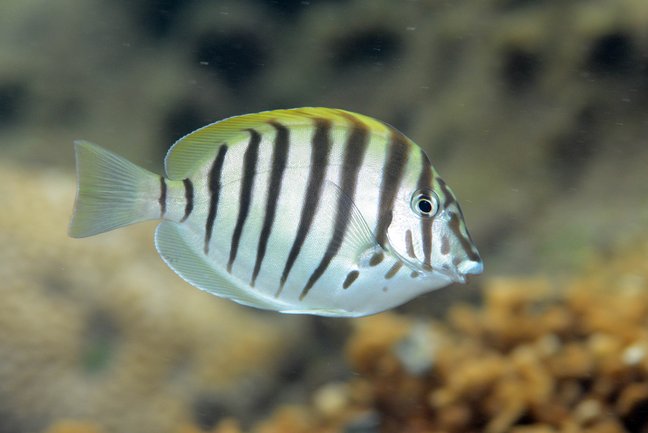 Schwarzweiß gestreifter Fisch.