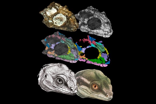 Der Kopf einer Eidechse in sechs verschiedenen Darstellungen, zeigt den Vorgang der grafischen Rekonstruktion von der Fotografie des Fossils über 3D-Scans zur fertigen Rekonstruktionszeichnung.