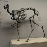 Präpariertes fossiles Skelett eines urzeitlichen Hirschs