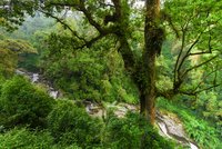 Ein Bergbach windet sich durch einen Regenwald. Im Vordergrund ist ein tropischer Baum.