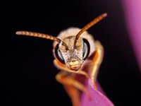 Wildbiene