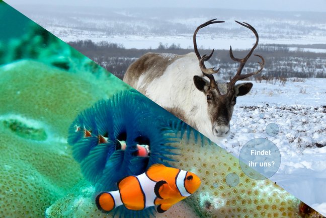 Diagonal geteiltes Bild. Unten links: Korallenriff mit Anemonenfisch. Oben rechts: Rentier in Winterlandschaft. Text auf Bild: "Findet ihr uns?"