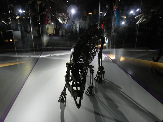 Von Taschenlampen angestrahltes Skelett eines urzeitlichen Krokodilverwandten