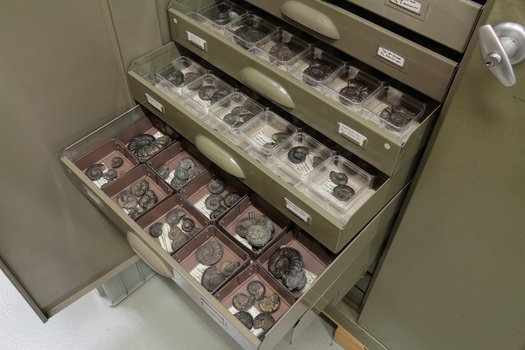 Blick in einige Schubladen mit fossilen Ammoniten in der Sammlung des Museum am Löwentor