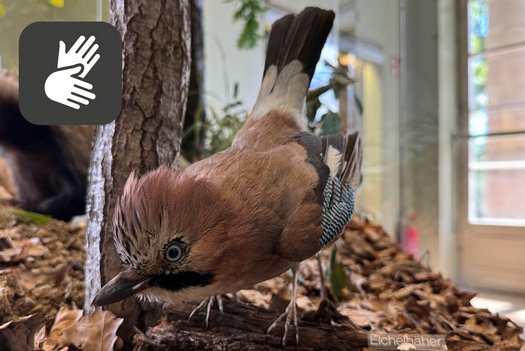 Präparat eines Eichelhähers mit Icon Deutsche Gebärdensprache