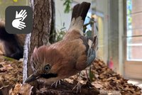 Präparat eines Eichelhähers mit Icon Deutsche Gebärdensprache