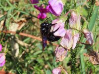 Blauschwarze Holzbiene auf lila Blüte der Breitblättrigen Platterbse