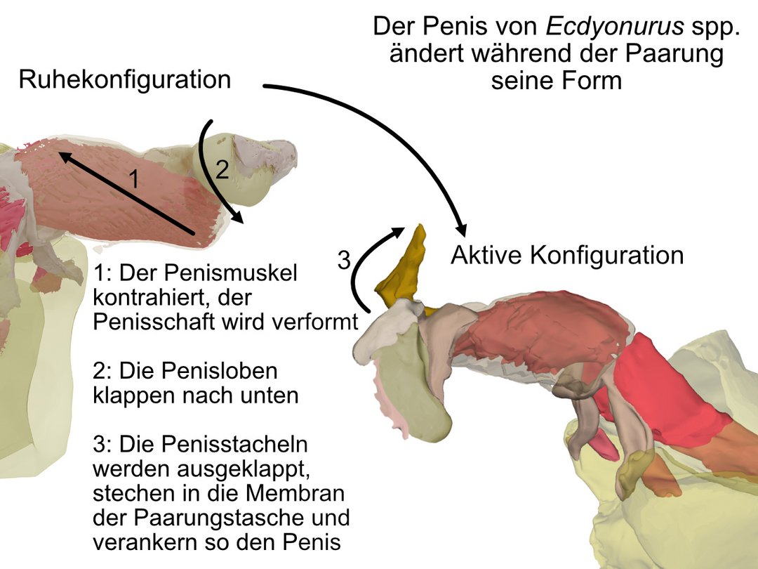 Grafische Übersicht der Mechanismen, die zur Formveränderung des Penis führen. Links  µ-CT Rekonstruktion des Penis in der Ruhekonfiguration, rechts  µ-CT Rekonstruktion des Penis in aktiver Konfiguration. Dazwischen Erklärtext: Der Penis von Ecdyonurus spp. ändert während der Paarung seine Form. 1: Der Penismuskel kontrahiert, der Penisschaft wird verformt 2: Die Penisloben klappen nach unten 3: Die Penisstacheln werden ausgeklappt, stechen in die Membran der Paarungstasche und verankern so den Penis