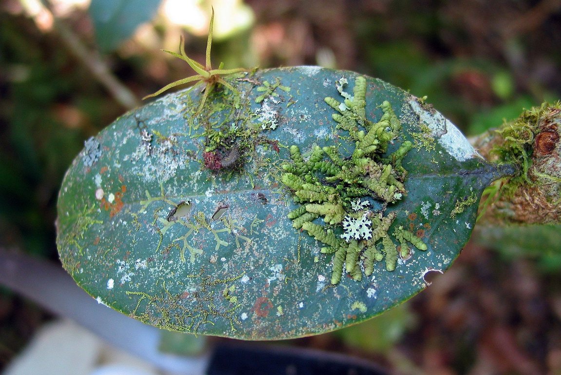 Blatt von Moosen, Flechten und Algen bewachsen