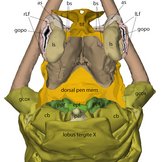 beschriftete dreidimensionale Rekonstruktion der inneren Anatomie