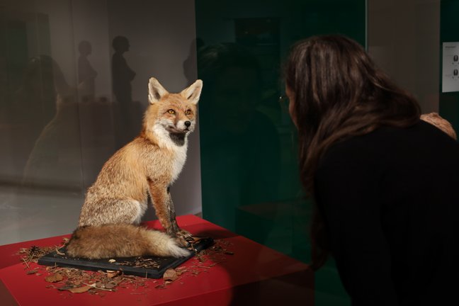 Besucherin vor Präparat Fuchs