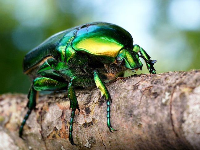 Protaetia aeruginosa, Grosser Rosenkäfer