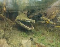  Mastodonsaurus, das größte Amphibium der Erdgeschichte, erreichte 5 m Länge. Sein Lebenszyklus wurde bereits untersucht, nun sollen seine Knochen weitere Lebensdaten freigeben. Rekonstruktion im Naturkundemuseum Stuttgart. | Bildquelle: SMNS / Rainer Schoch.