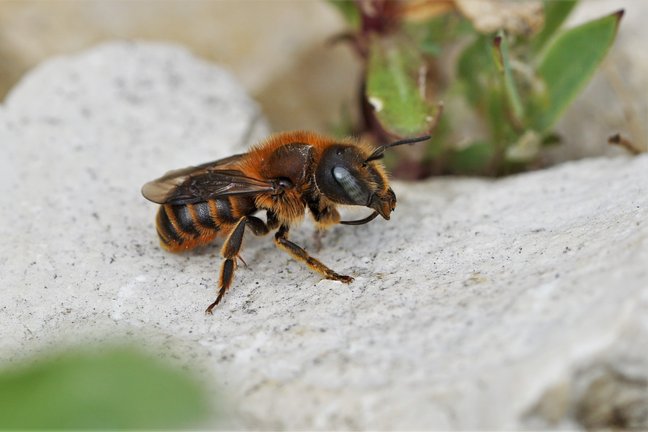 Image/Bild 1: Osmia aurulenta, Copyright: Robert Zimmermann Image/Bild 1: Osmia aurulenta, Copyright: Robert Zimmermann