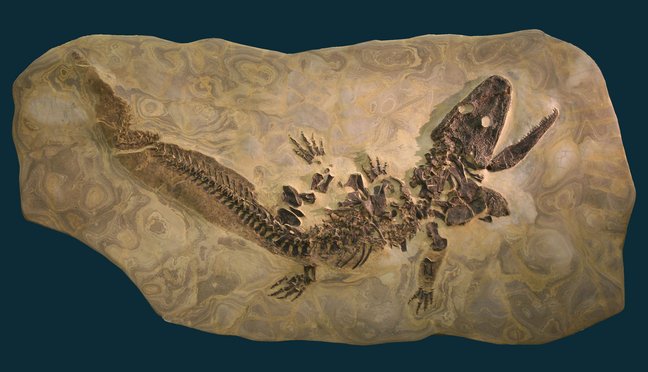 Fossil von Sclerocephalus haeuseri; Copyright: R. Baumann, SMNS