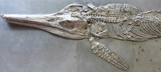 Temnodontosaurus Sammlung SMNS, Bild: SMNS, M.Rech