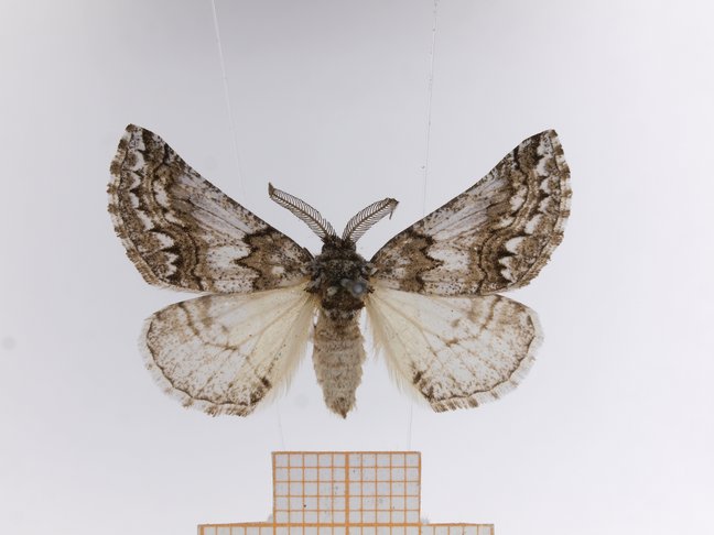new butterfly species Phaselia smettboi