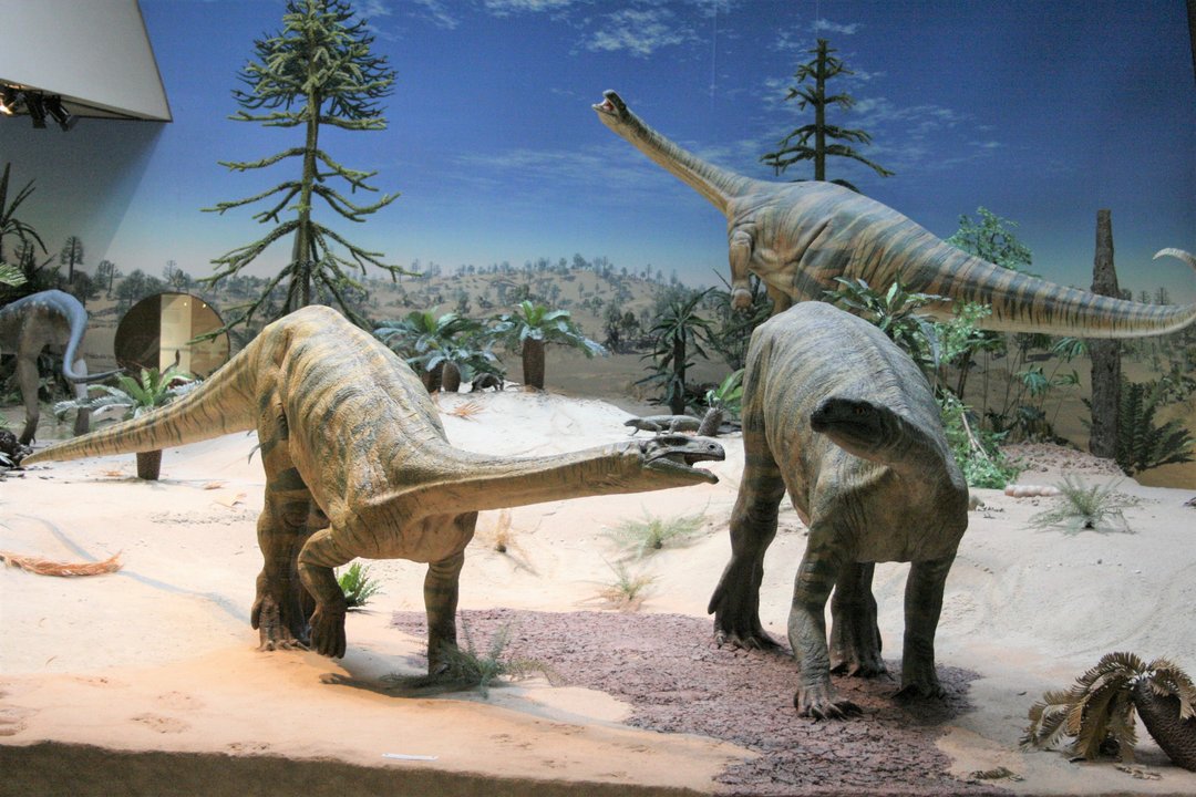 mehrere Modelle des Dinosauriers Plateosaurus