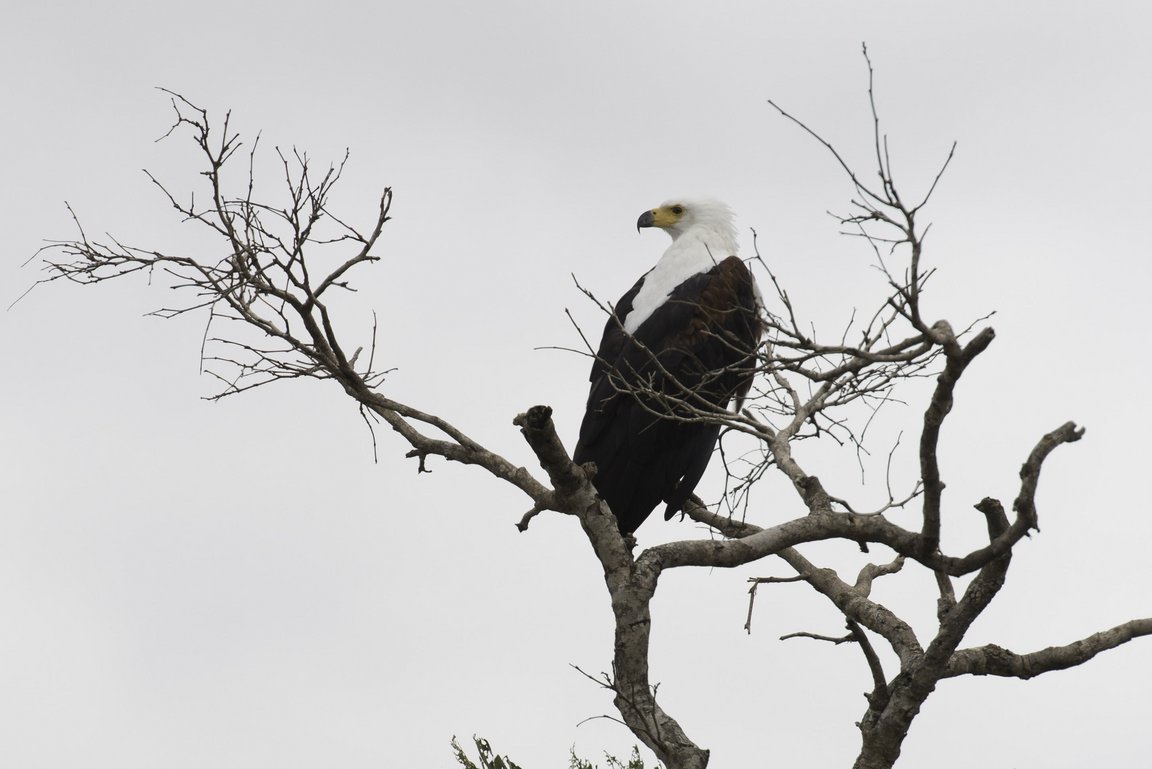 Schreiseeadler
