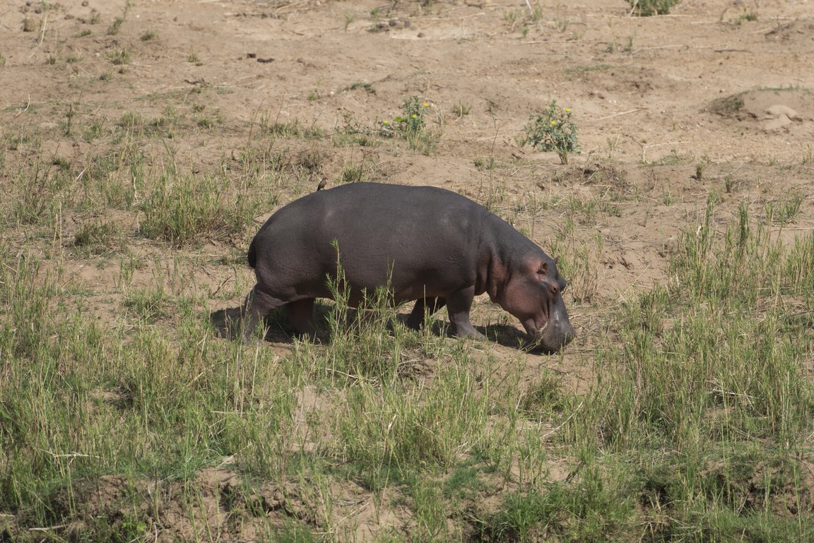 Nilpferd