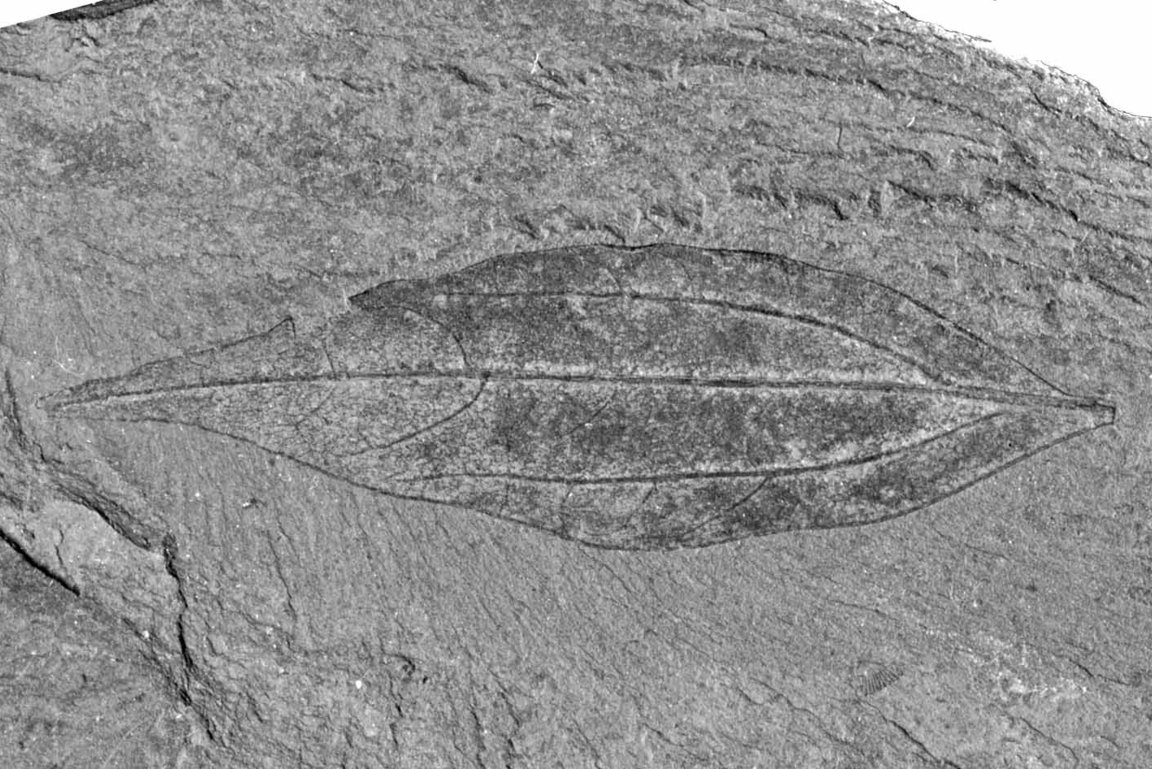 Daphnogene Blattfossil