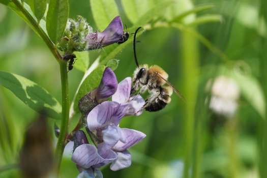 Mai-Langhornbiene an violetter Blüte