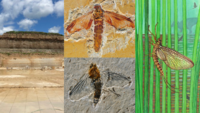 Zusammenstellung Foto Gesteinsschichten, zwei Fossilien von Eintagsfliegen sowie eine gezeichnete Rekonstruktion einer Eintagsfliege