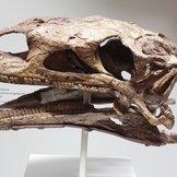 Fossiler Schädel eines Plateosaurus
