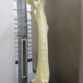 Modell eines Oberschenkelknochens