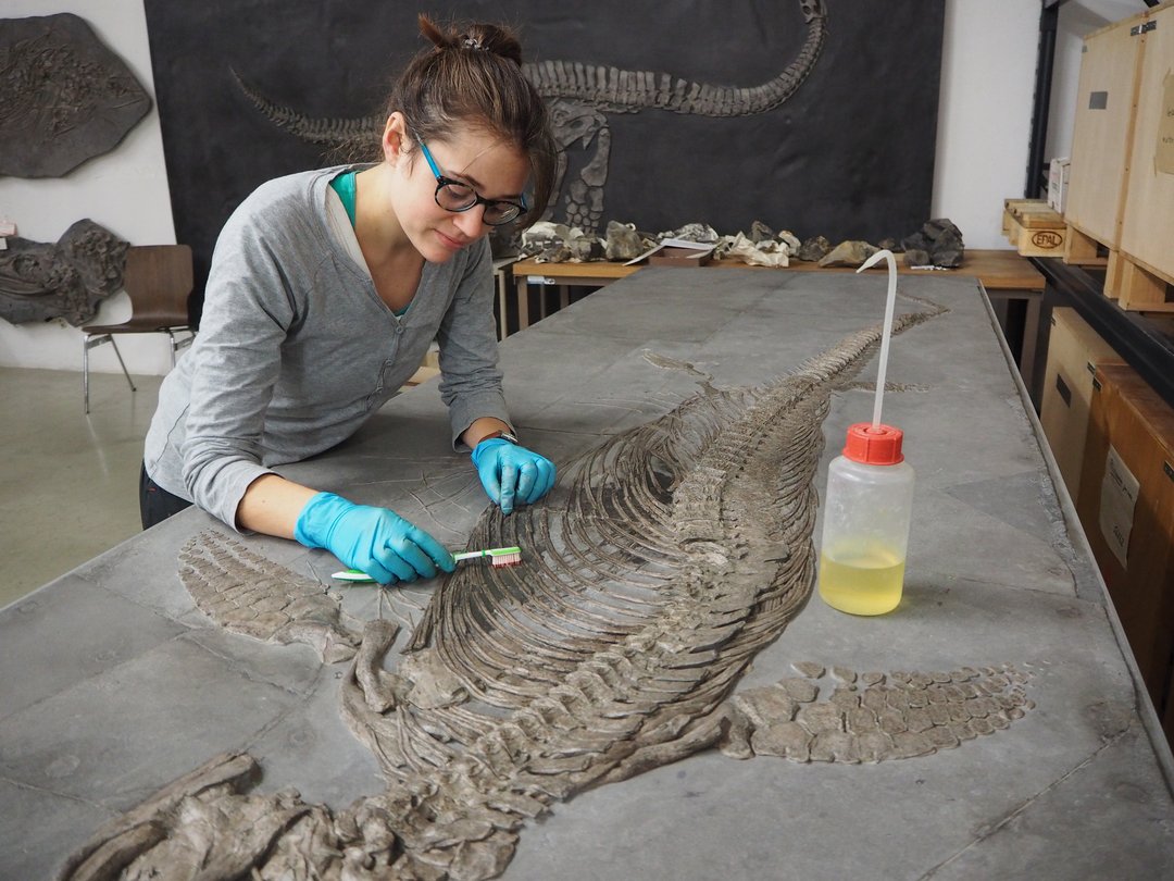 Fischsaurier Fossil wird mit Aceton gereinigt