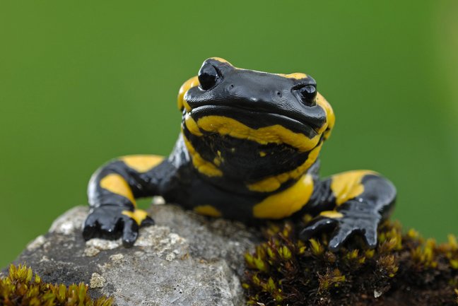 Feuersalamander