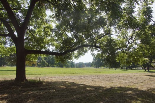 Verschiedene Bäume im Rosensteinpark