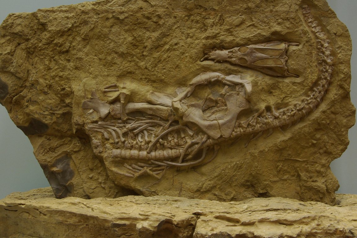 Fossil Nothosaurus Muschelkalk
