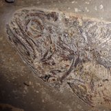 Kopf eines fossilisierten Fischs