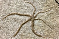 Fossil eines Schlangensterns mit sechs Armen. Die drei Arme der rechten Körperhälfte sind dünner und kürzer als an der linken Körperhälfte.