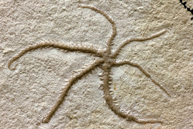 Fossil eines Schlangensterns mit sechs Armen. Die drei Arme der rechten Körperhälfte sind dünner und kürzer als an der linken Körperhälfte.