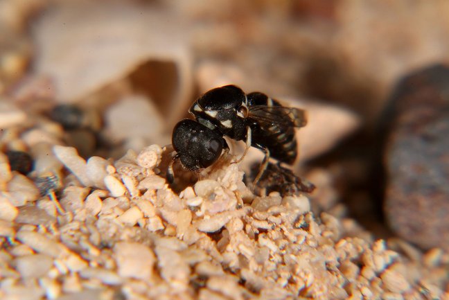 Pollenwespe auf Sand.